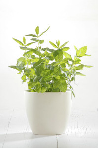 Menta